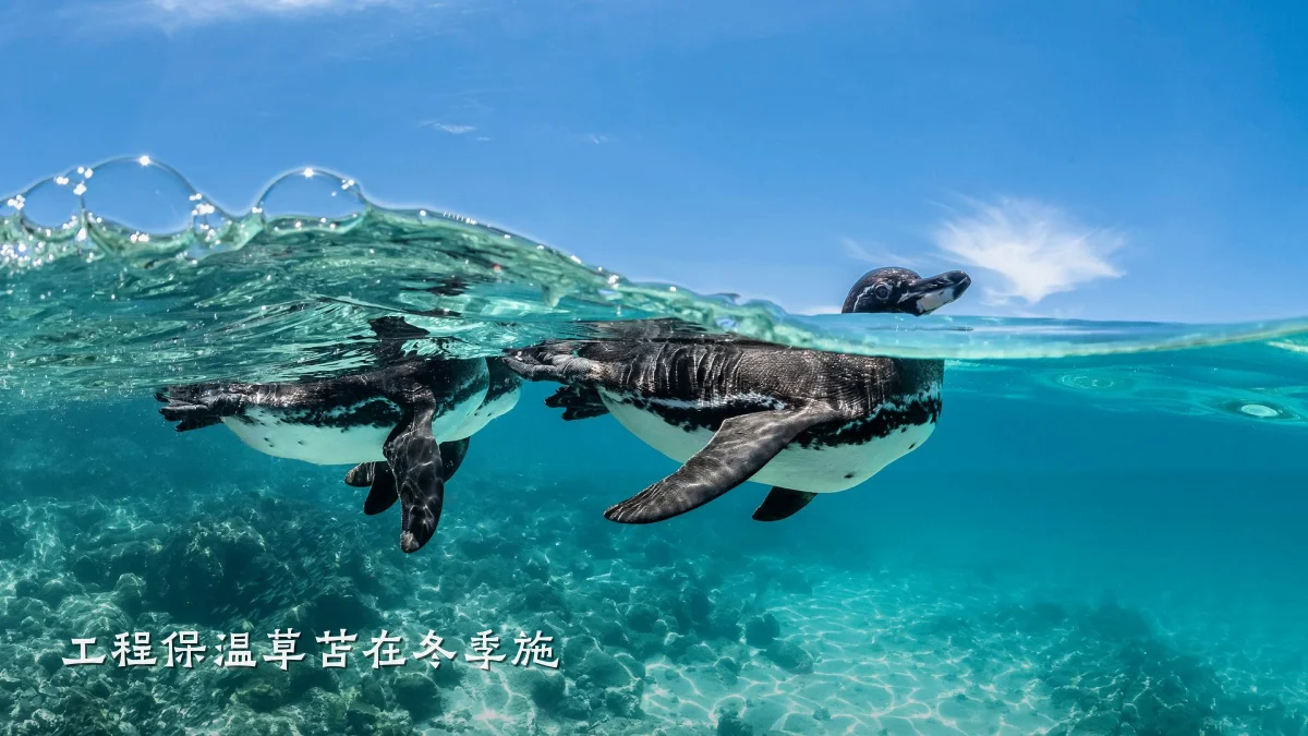 工程保温草苫在冬季施