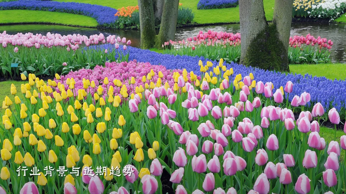 行业背景与近期趋势