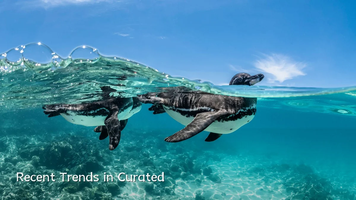 Recent Trends in Curated