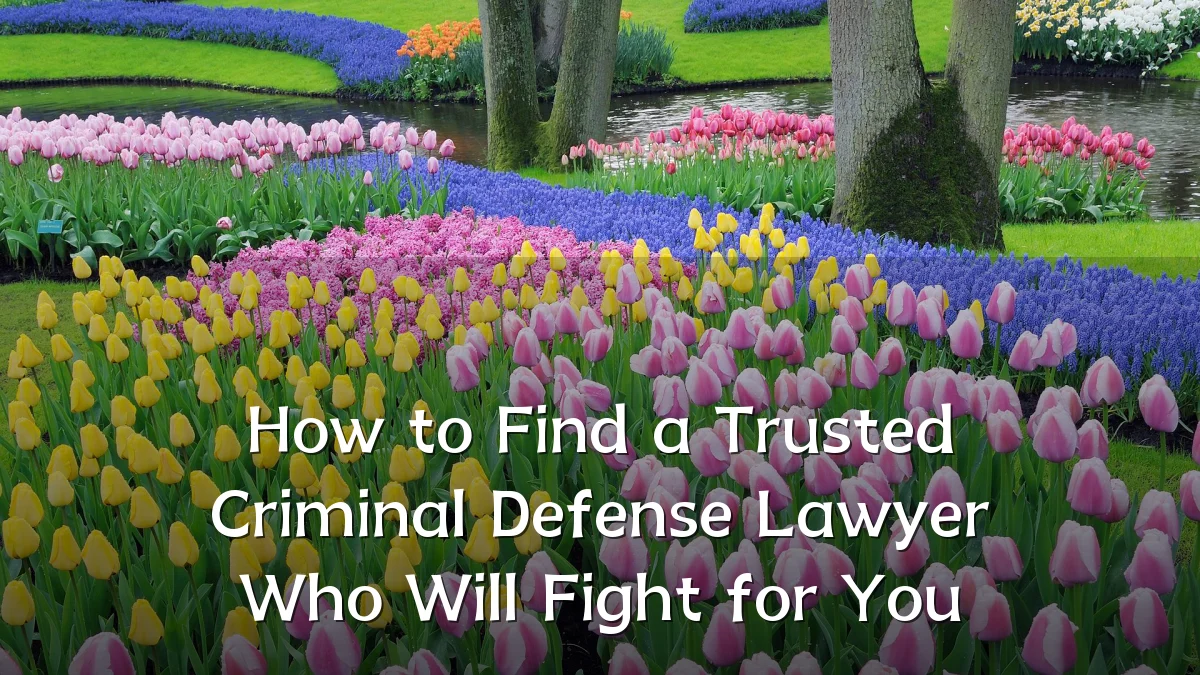 How to Find a Trusted Criminal Defense Lawyer Who Will Fight for You
